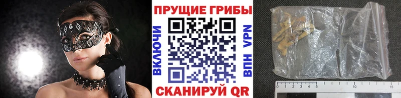 сколько стоит Корсаков Псилоцибиновые грибы Cubensis